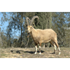 Voat likes goats. How about this goat? Ivanka changed her name to Yael Kushner. Yael is the Hebrew word for Nubian ibex, this Baphomet-looking creature...