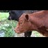 If you don't know about the red heifer.. well... you'll like this.  
