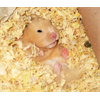 Hamster take nap