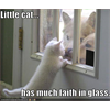 LIttle cat haz faith in glass