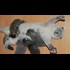 Mom Cats Love Their Kittens Compilation NEW