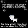 They thought the sheep would follow the stars. They should have been worried about the goats.