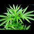 5 Debunked Marijuana Myths the State Uses to Keep America in the Stone Age