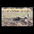 Baby Elephant Rescued from Mud