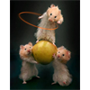 Hamster Hula Time!