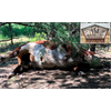 who or what is expertly mutilating and draining all the blood from several cattle in Oregon?