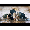 Mudskipper a fish that can breath air and walk on land with modified fins. (Evolution anyone?)