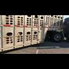 Don't Mess with a Livestock Trucker