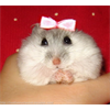 Hamster got bow