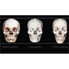 Understanding Anthropometry for Sculptors