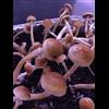 Psilocybe cyanescens