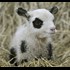 Panda Lambs