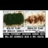 Cell Tower Radiation Prevents Garden Cress Seed Germination in Danish Experiment