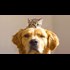 Dogs Meeting Kittens for the First Time Compilation NEW