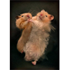 Do the Hamster Dance!