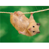 Hamster hang in there